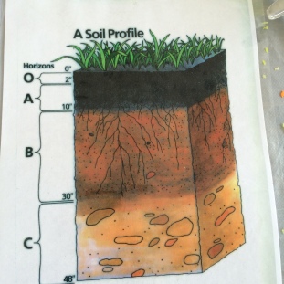 Soil profile demonstration